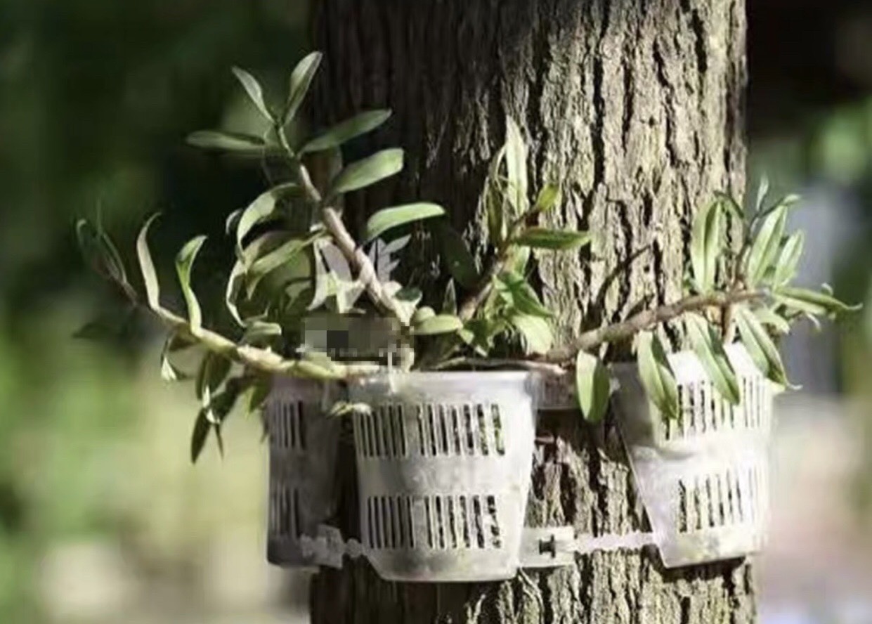 [HCM]2 Chậu nhựa trong áp thân cây chuyên trồng lan thòng lan rừng các loại cây rễ bám