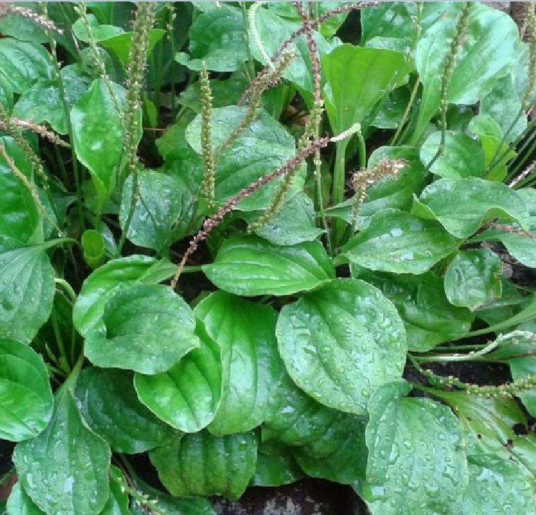 Hạt giống cây bông mã đề/Xa tiền tử - 1 gói 0.5gram