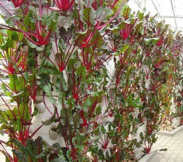 Hạt Giống Cải Cầu Vồng Đỏ