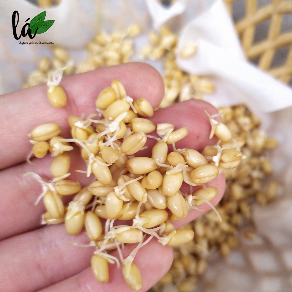 Hạt giống cỏ mèo, cỏ lúa mì loại cao cấp 100gr