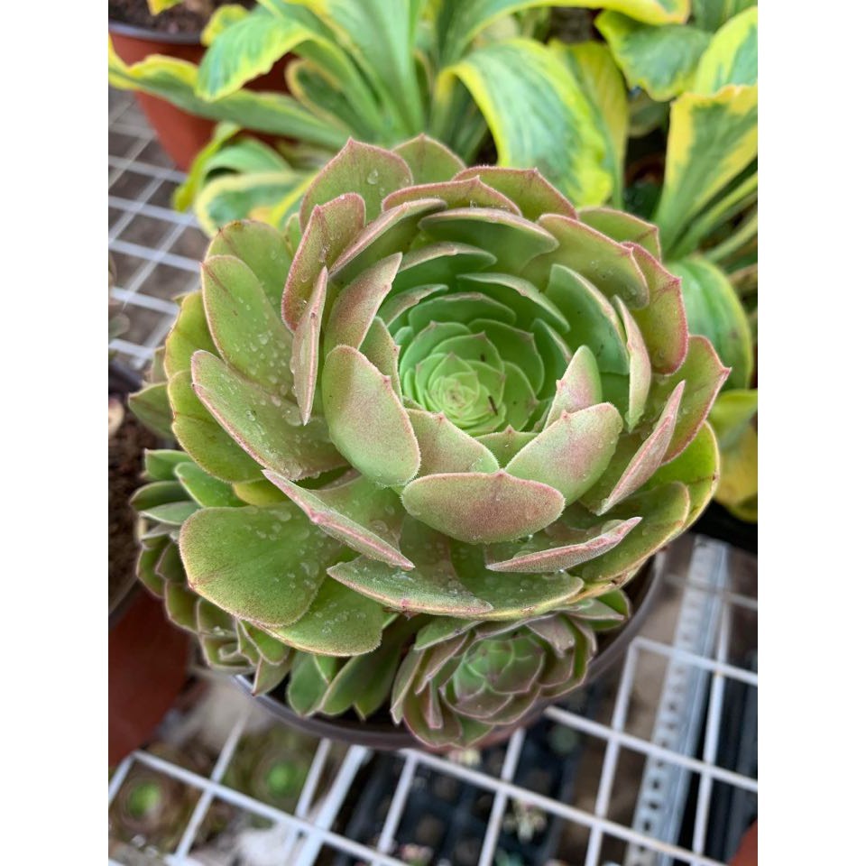 Sen đá Aeonium nâu