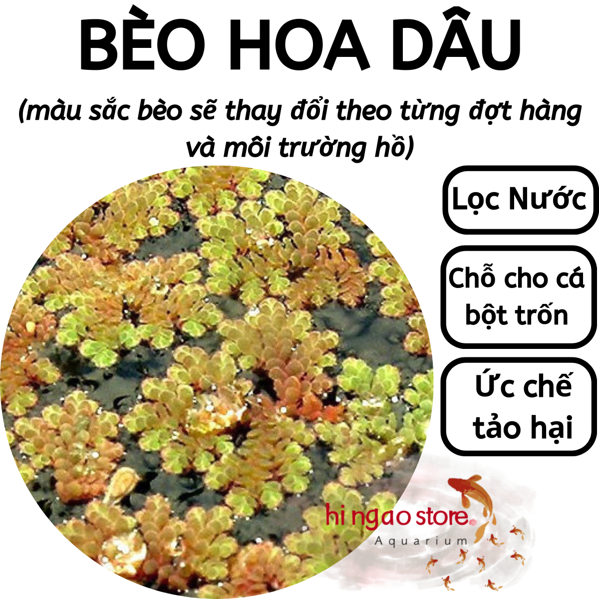 Duckweed-ruffles Bran-aquarium decoration | hingaostore.