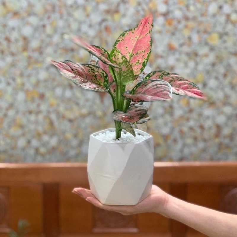 Cây vạn Lộc/ cây thiên Phú