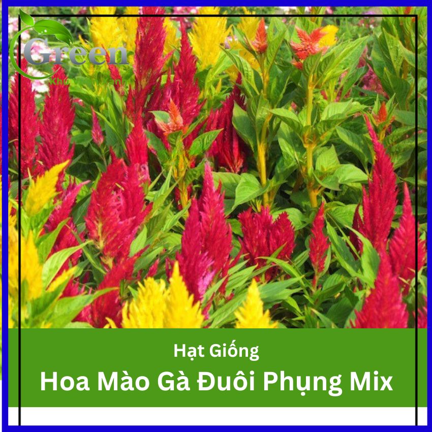 Hạt Giống Hoa Mào Gà Đuôi Phụng Mix
