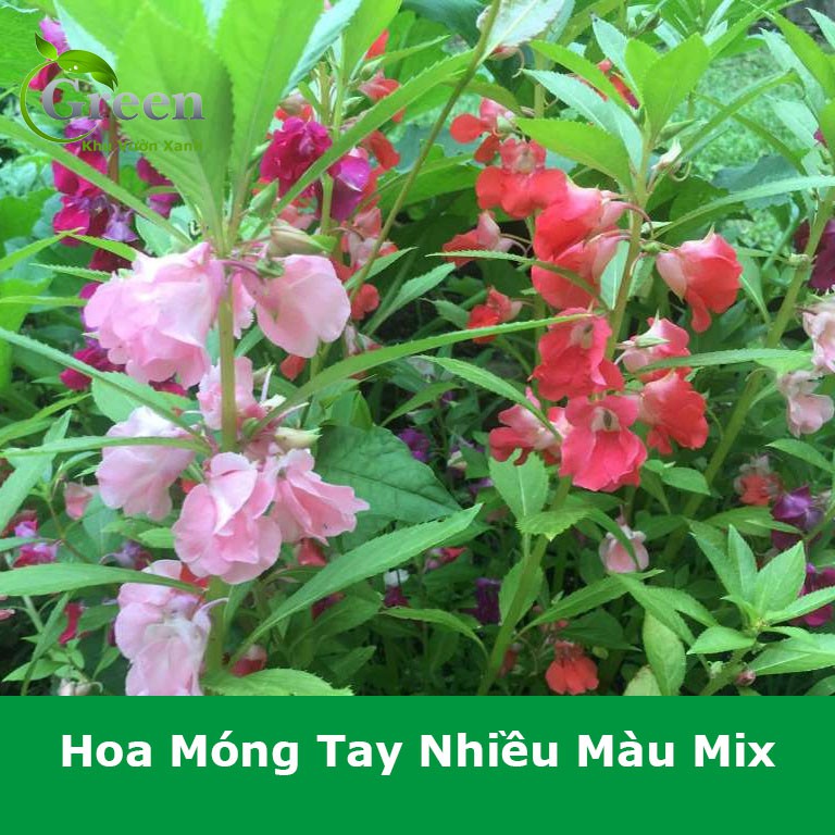 Gói 50 Hạt Giống Hoa Móng Tay (Hoa Bóng Nước) Nhiều Màu