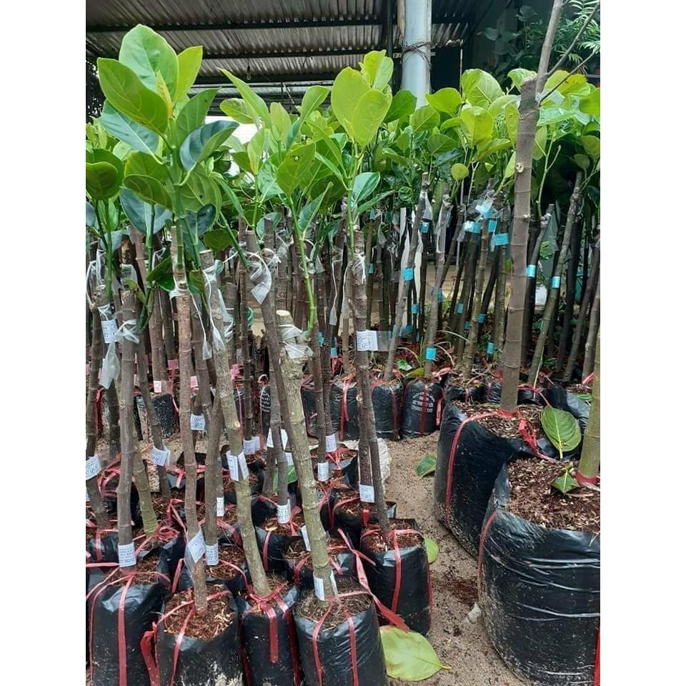 CÂY GIỐNG MÍT ẤN ĐỘ QỦA NHỎ SIÊU THƠM(CÂY GIỐNG NGỌC HIẾU)