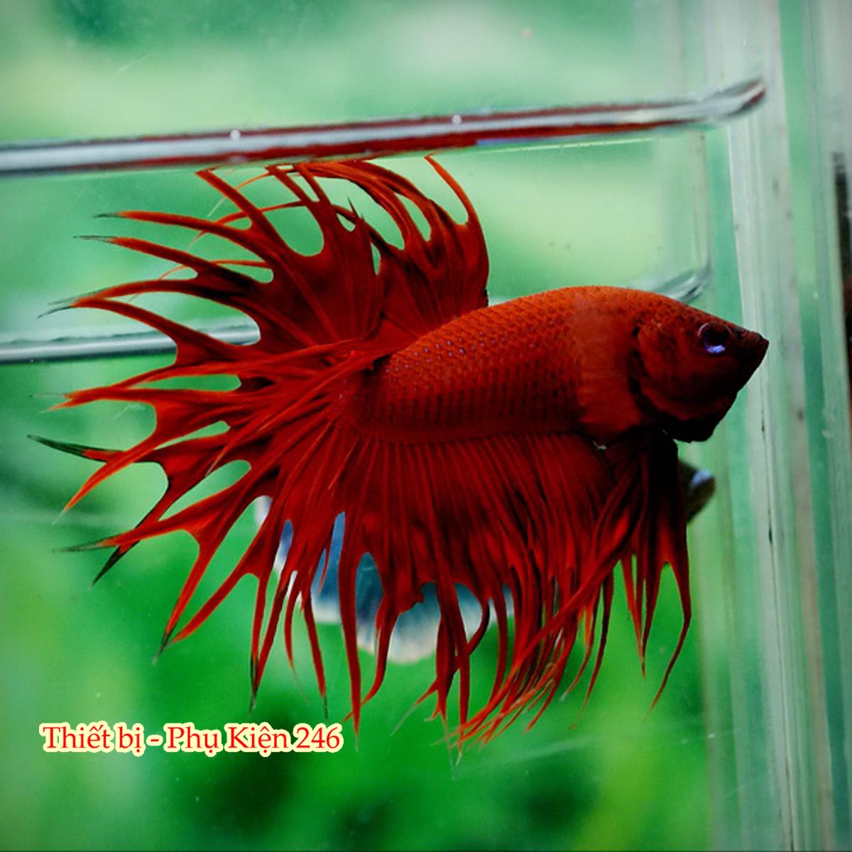 Thức ăn cao cấp cho cá Betta