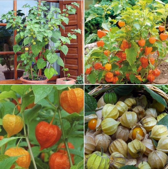 Hạt Giống Cây Thù Lù Nam Mỹ( Cây anh đào đất ) - Gói 50 hạt