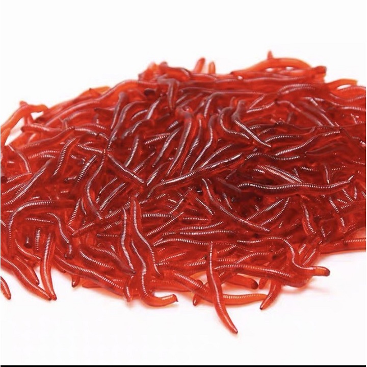 Mồi giả câu cá, Giun đỏ câu cá