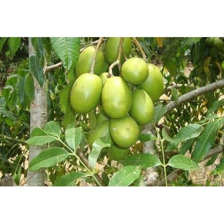 (FREESHIP Từ 50K) cây giống cóc bao tử thái lan