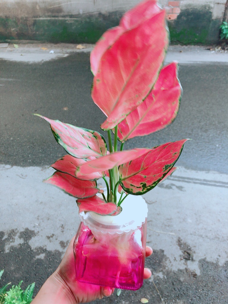 Chậu Vạn Lộc Thuỷ Sinh