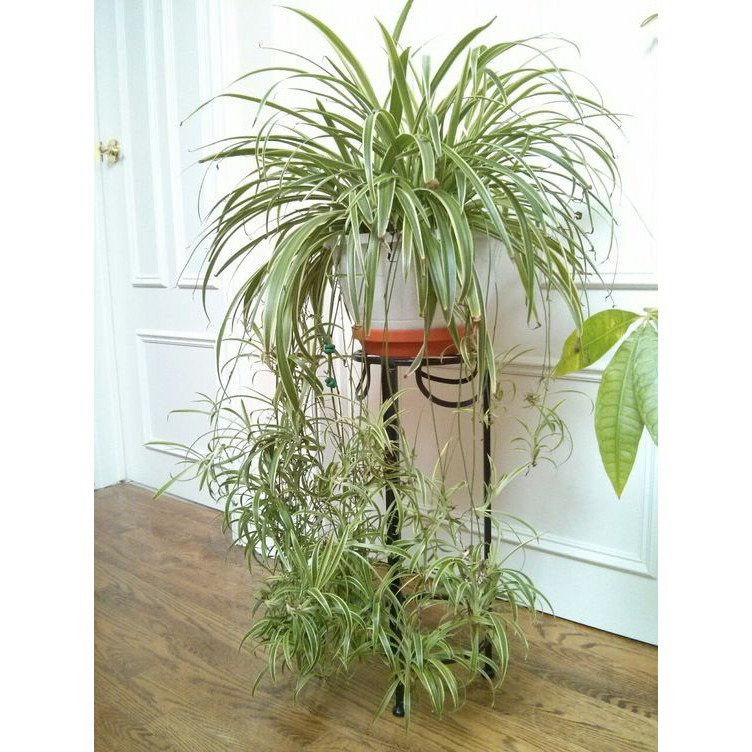 Cỏ Lan Chi - cây cảnh mini - cây cảnh để bàn - caykiengsadec