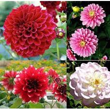 combo 5 HOA THƯỢC DƯỢC CỦ MÀU ĐỎ