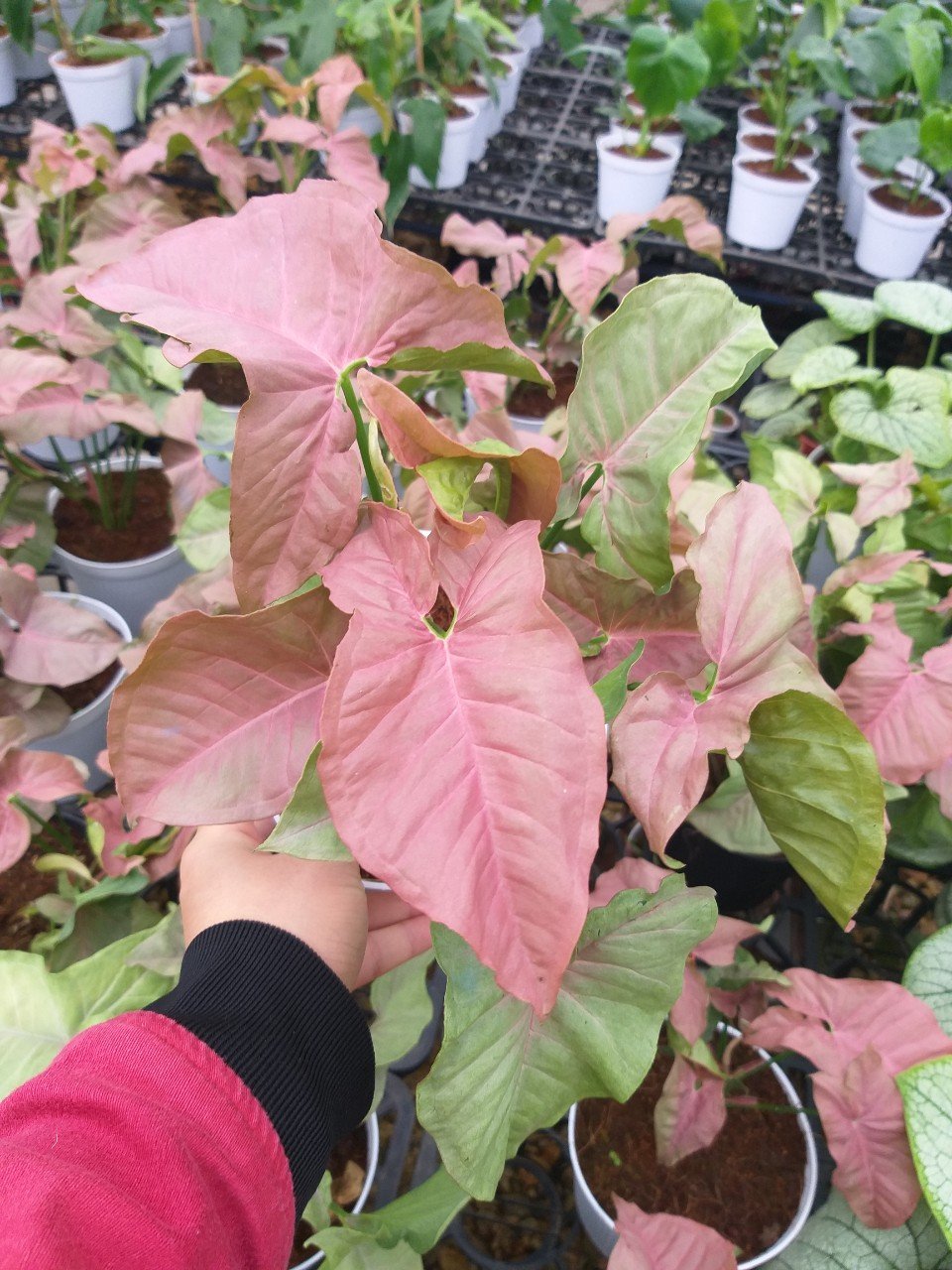 Trầu bà hồng - Syngonium pink