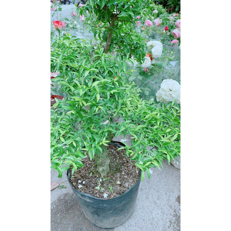 [HCM]Mai Chiếu Thuỷ Bonsai Lớn