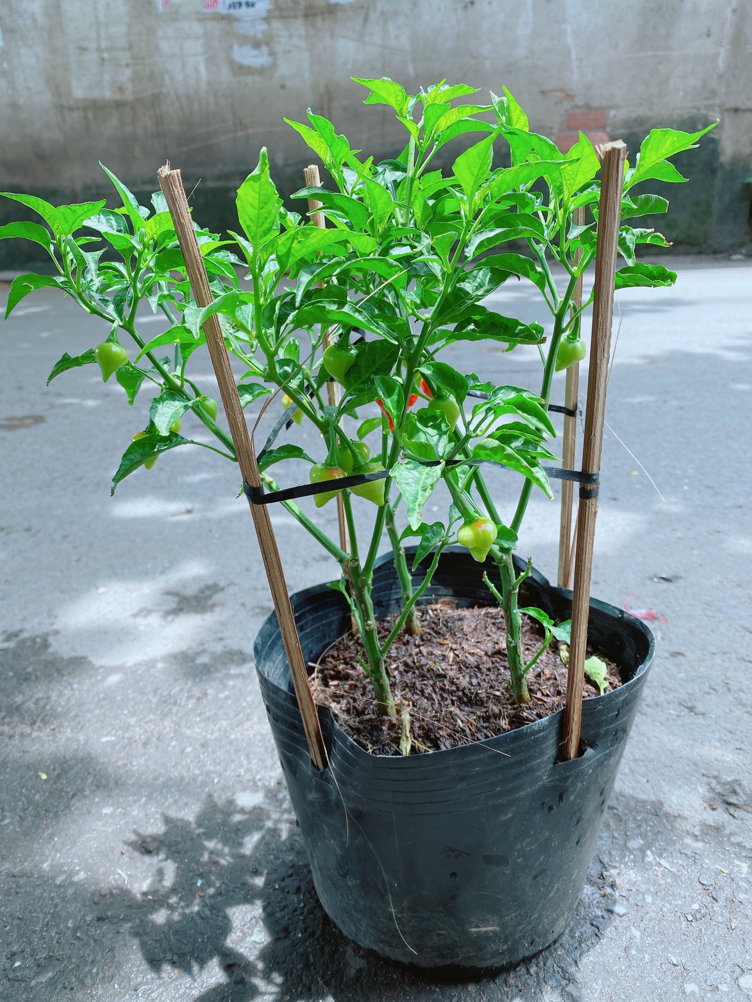 Bụi Ớt Kiểng Trái Tim