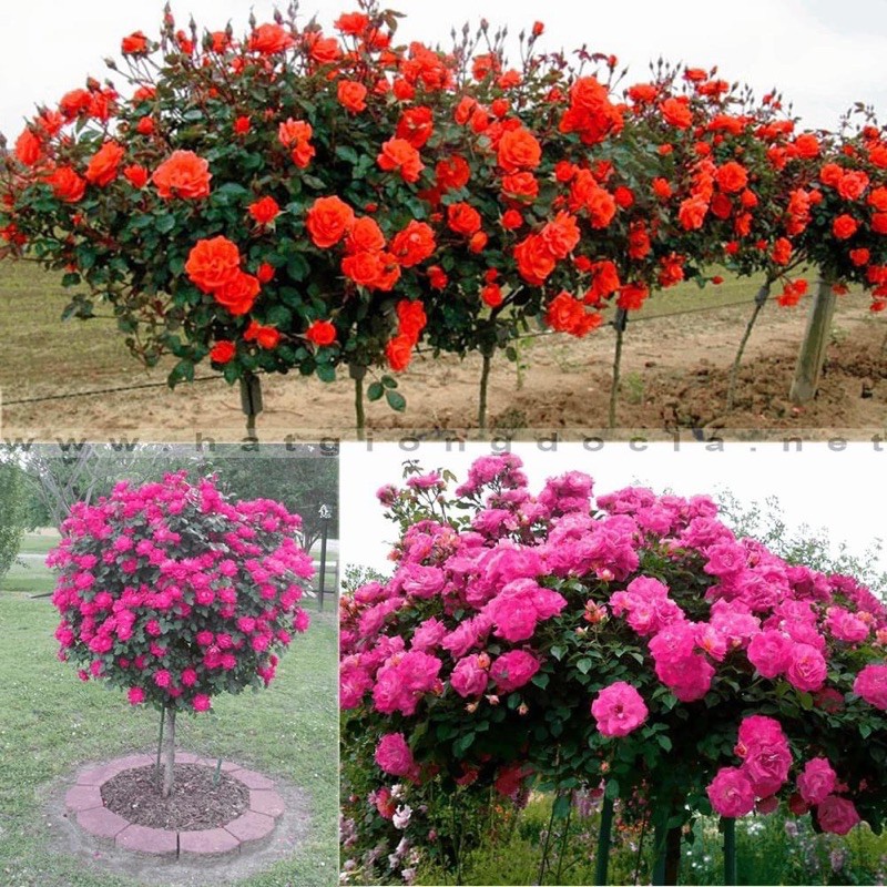 COMBO 5 GỐC HỒNG THÂN GỖ ĐỦ MÀU