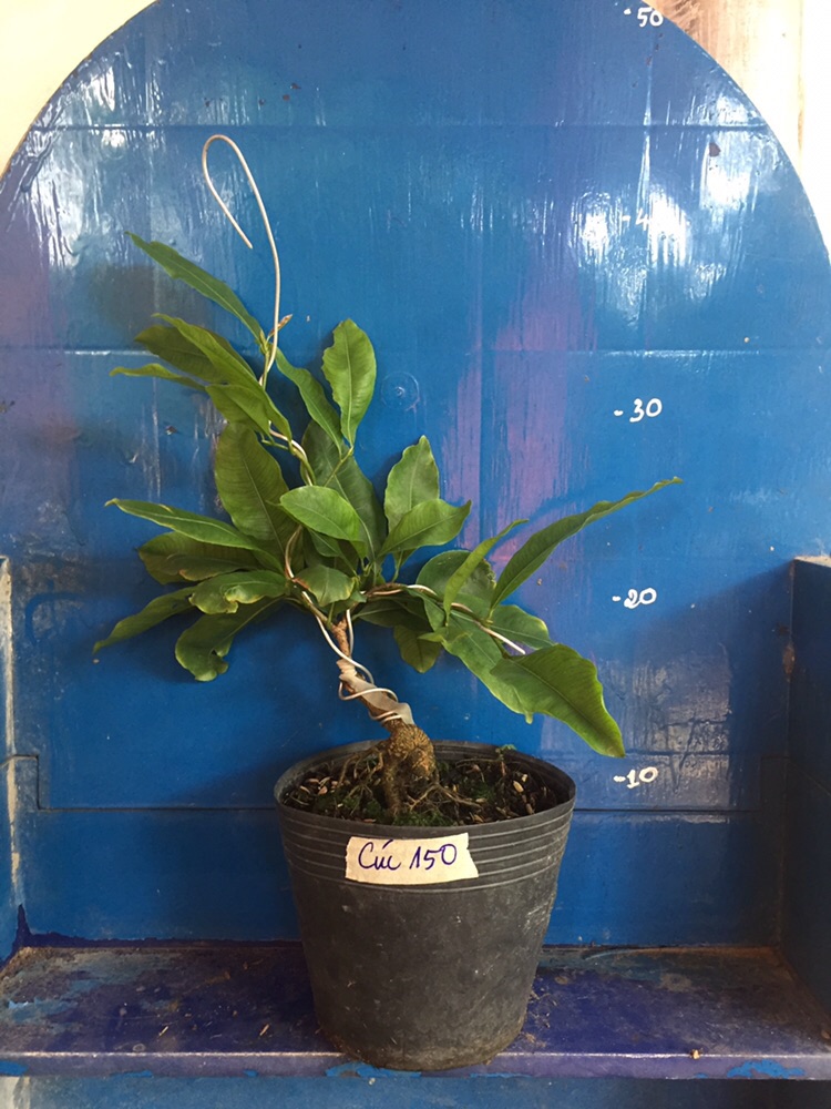 Mai Cúc 150 Cánh