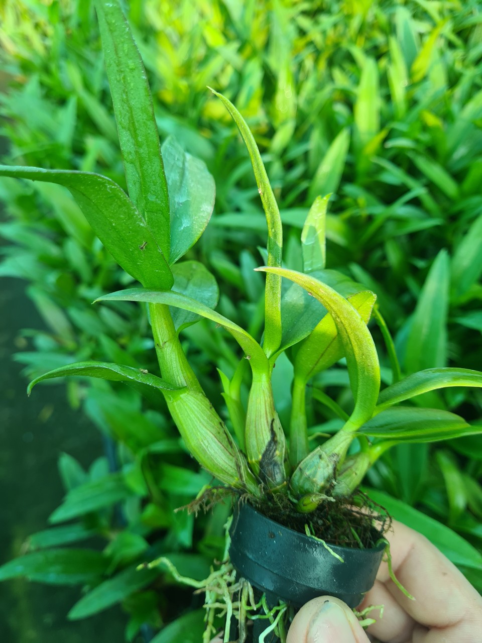Combo 4cây giống mini yaya