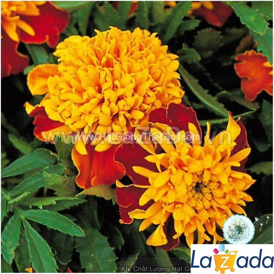 50h Hạt Giống Hoa Cúc Vạn Thọ Pháp Kép Lùn 30cm Mâm Vàng (C5.103| -KD: B37*V21)