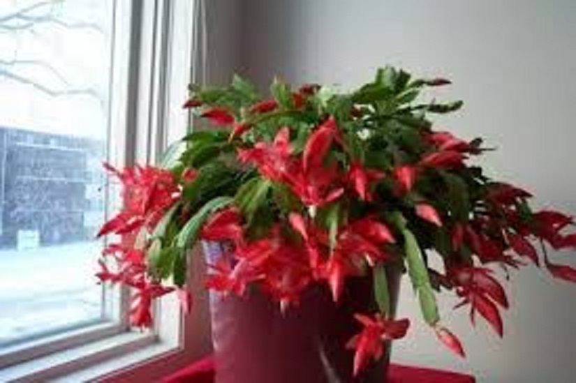 Hoa lan càng cua – cây TIỂU QUỲNH -Hoa đẹp độc đáo hàng cây giống - LCCCG