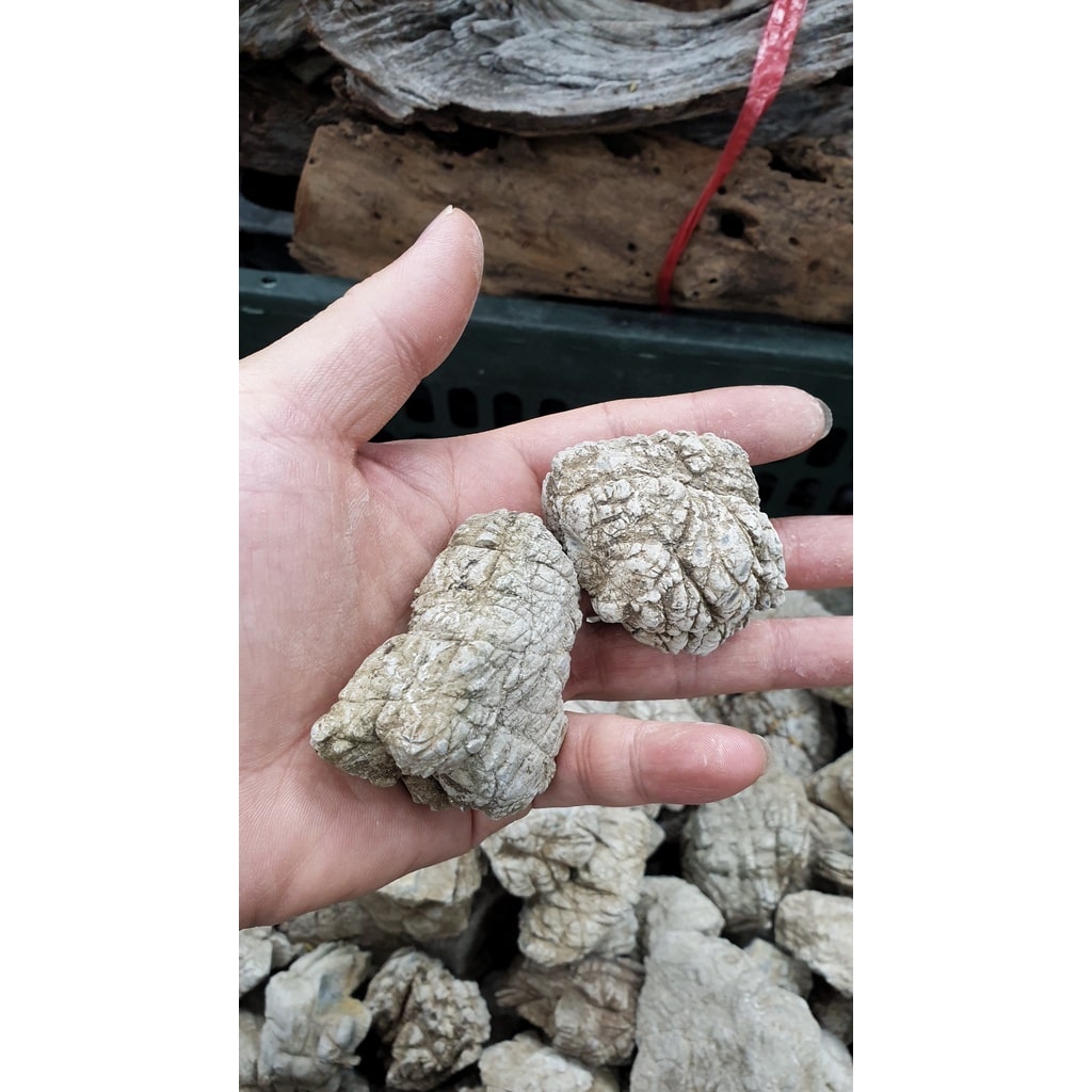 Đá da voi tuyển chọn size mini từ 3-15cm