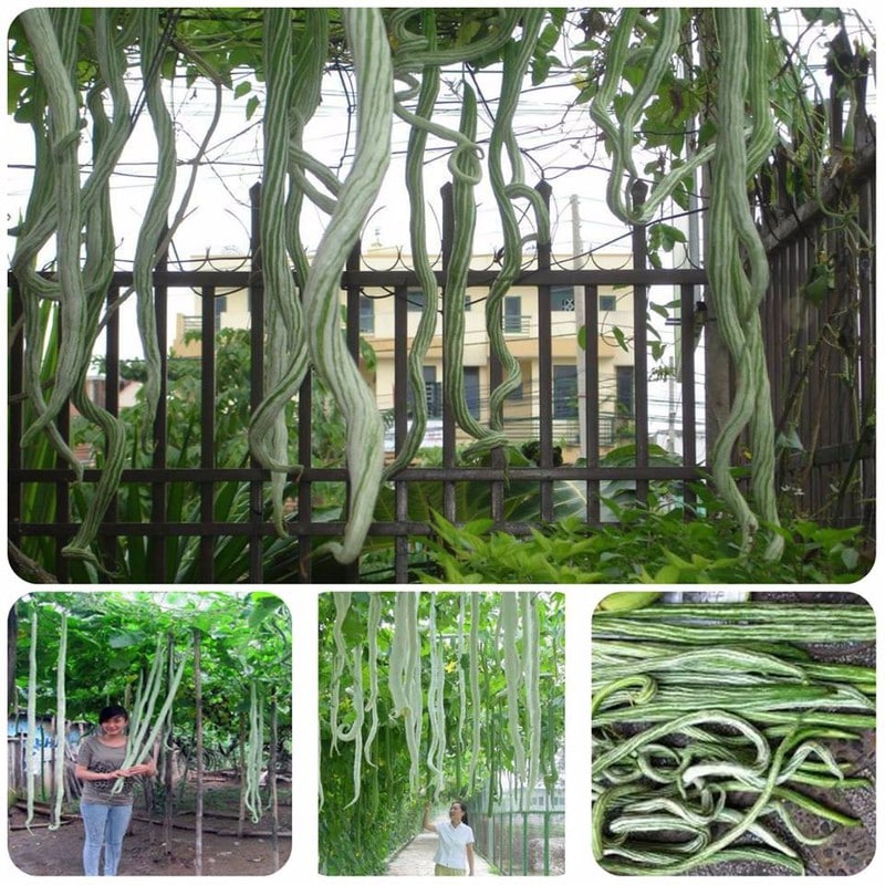 Hạt giống mướp rắn Nhật - ( 1 gói 5 hạt )