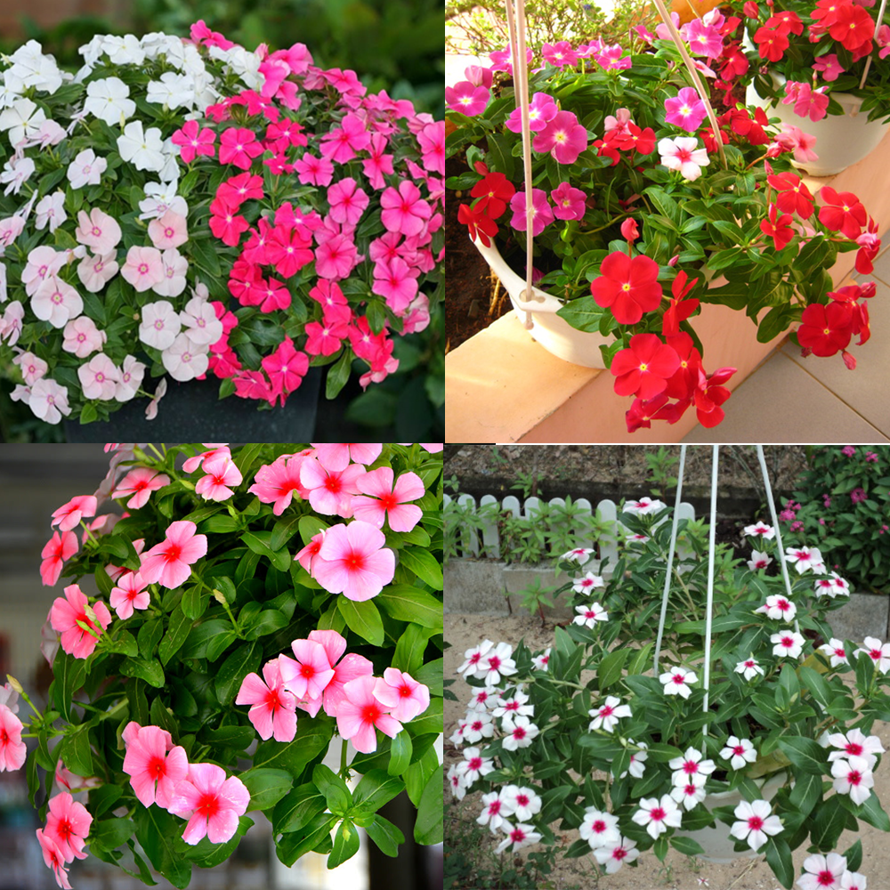 "Gói 50 Hạt " Hạt giống hoa dừa cạn mix màu