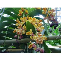 LAN CẨM BÁO RỪNG TÂY BẮC