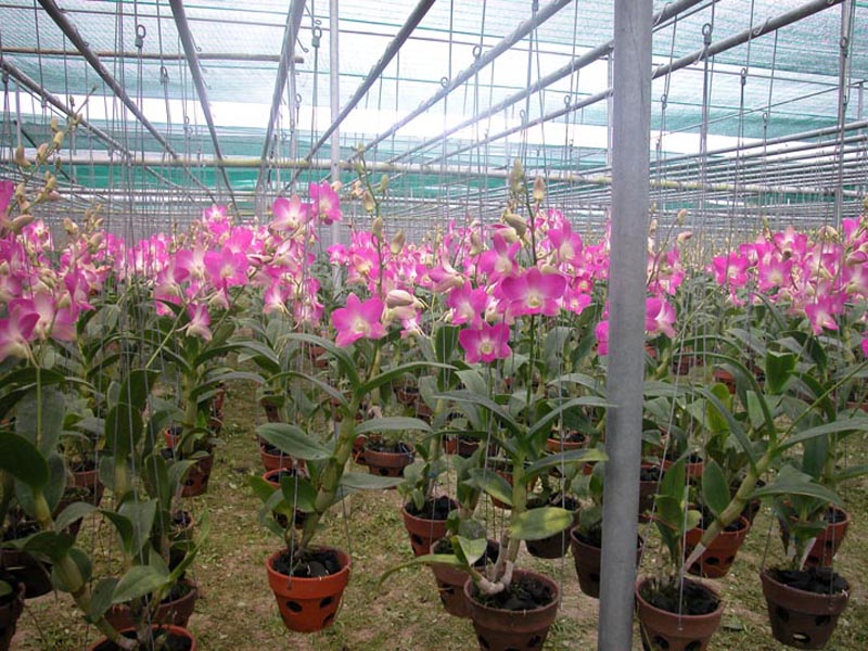 50 móc kẽm treo lan 70cm