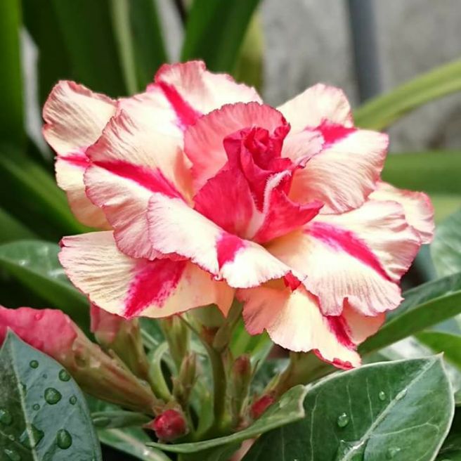 15 HẠT SỨ THÁI CÁNH KÉP (GIỐNG MỚI)