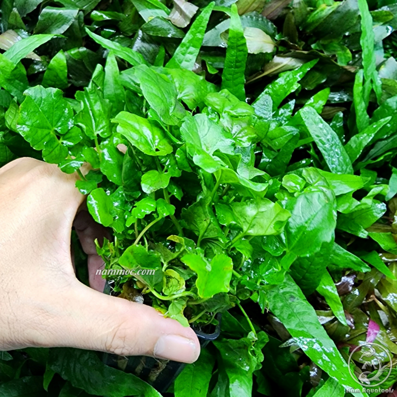 Cây rau má nhật | cây thuỷ sinh đẹp và dễ trồng