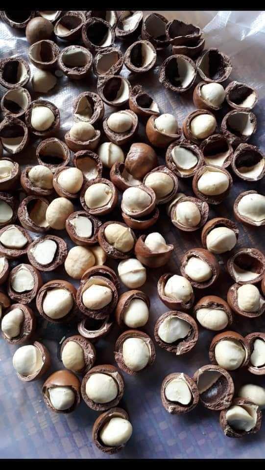 MẮC CA SẤY NỨT DAKLAK 1KG