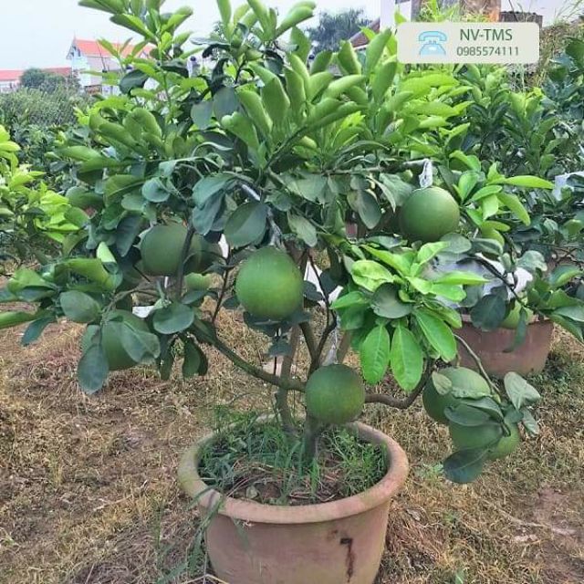 Cây bưởi da xanh ruột đỏ đang trái