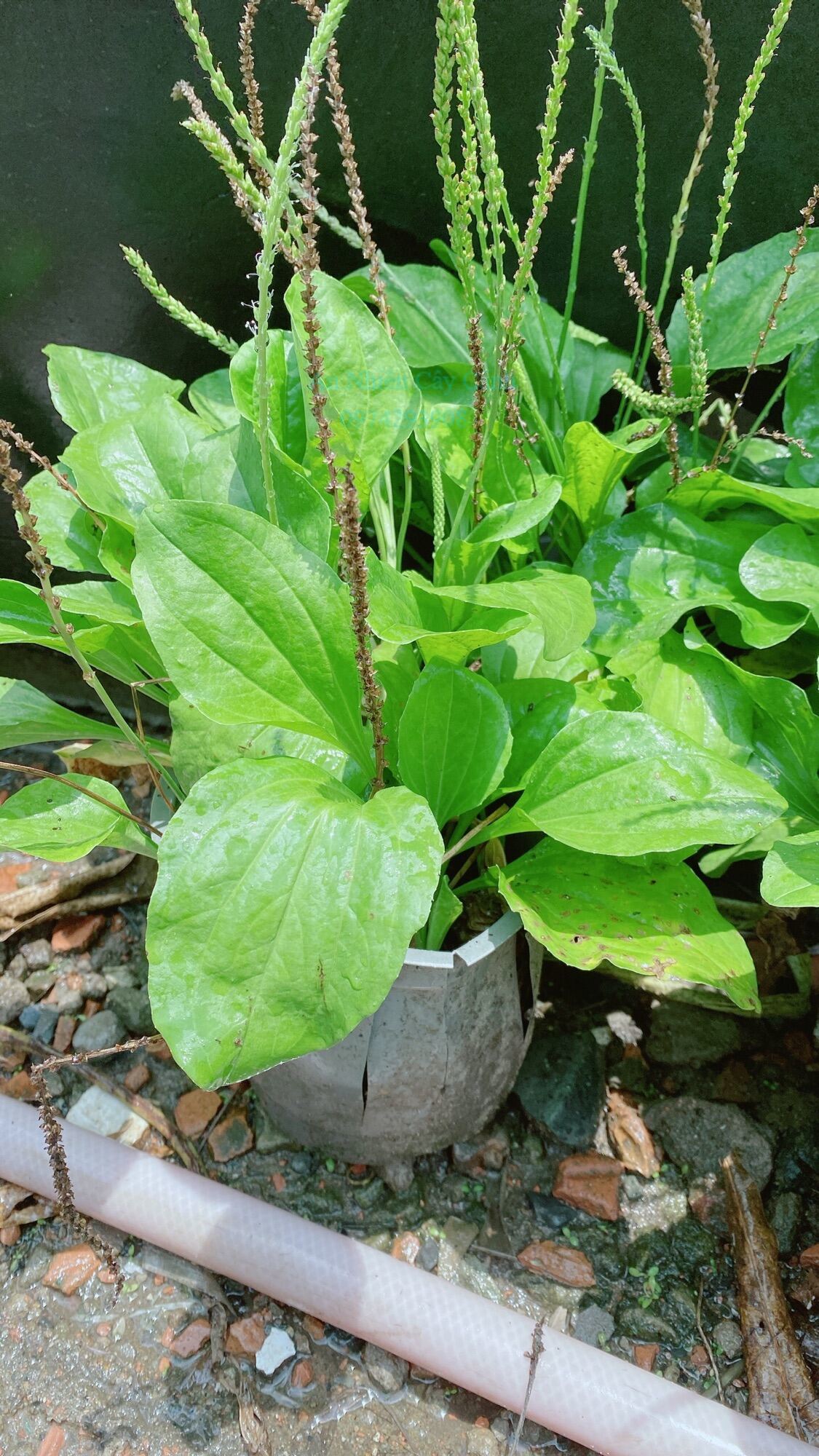Cây Rau Mã Đề
