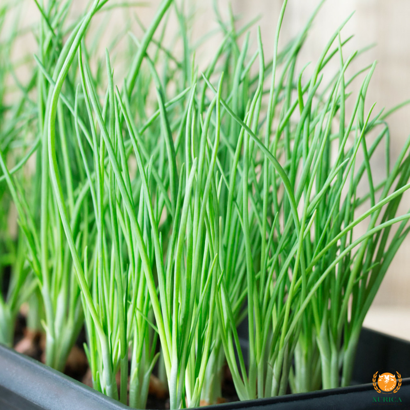 Hạt Giống Hành Lá Gốc Tím (2gr)