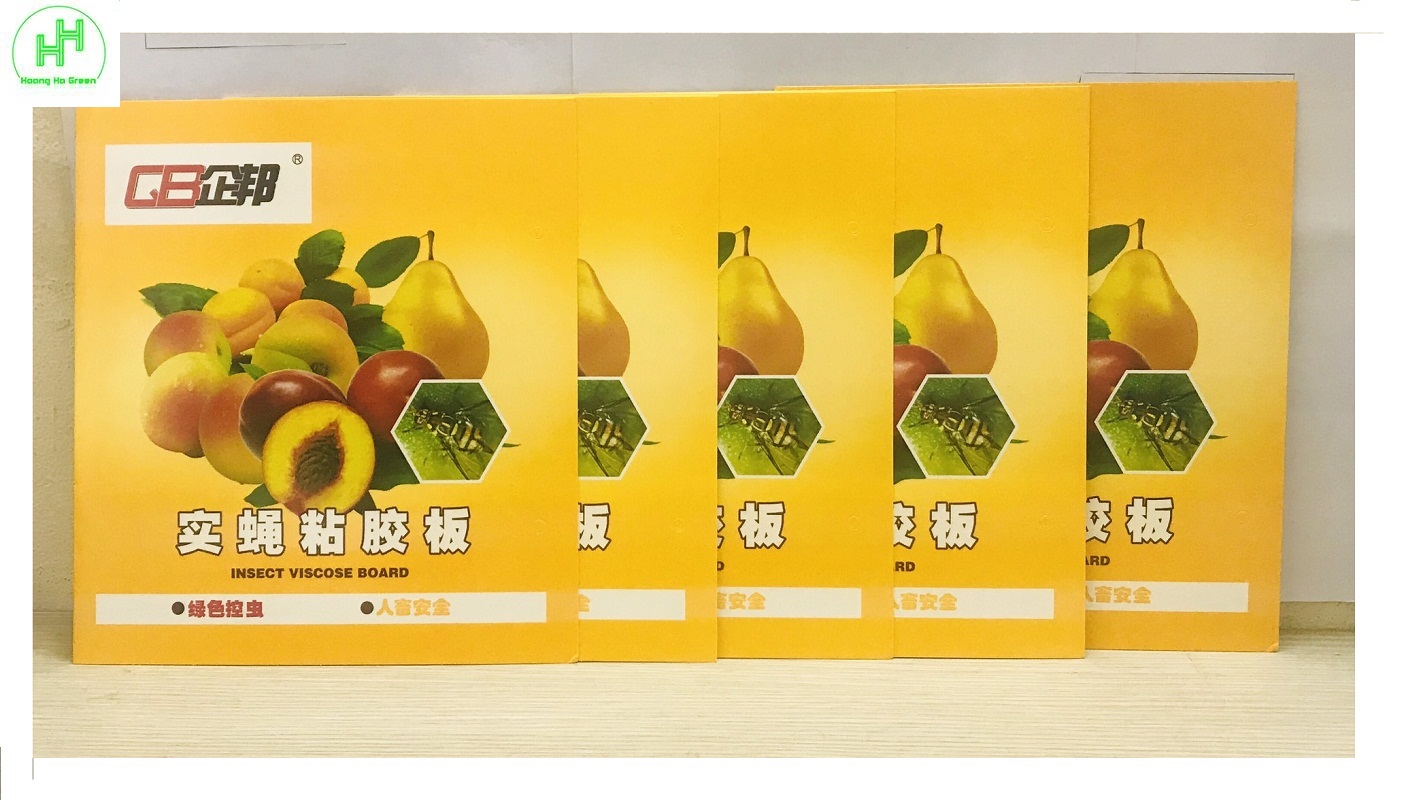 5 miếng dính bẫy côn trùng , bẫy ruồi vàng 22x40cm