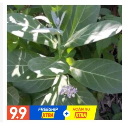 Cây lá hen khô 1KG (Cây bồng bồng) thân và lá.