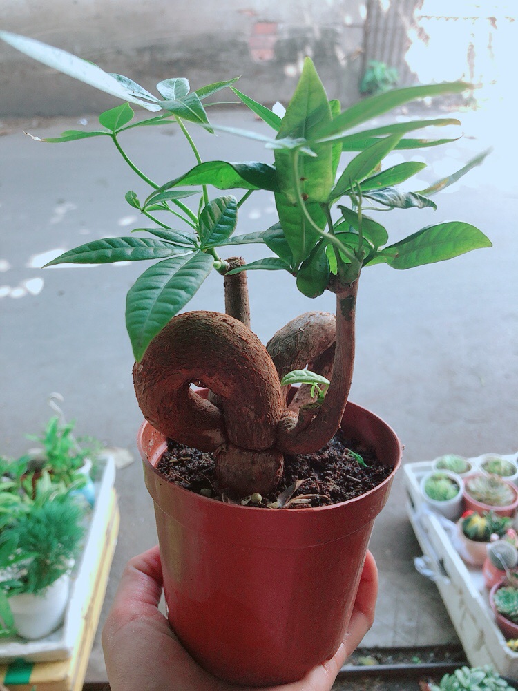 Chậu kim ngân nơ