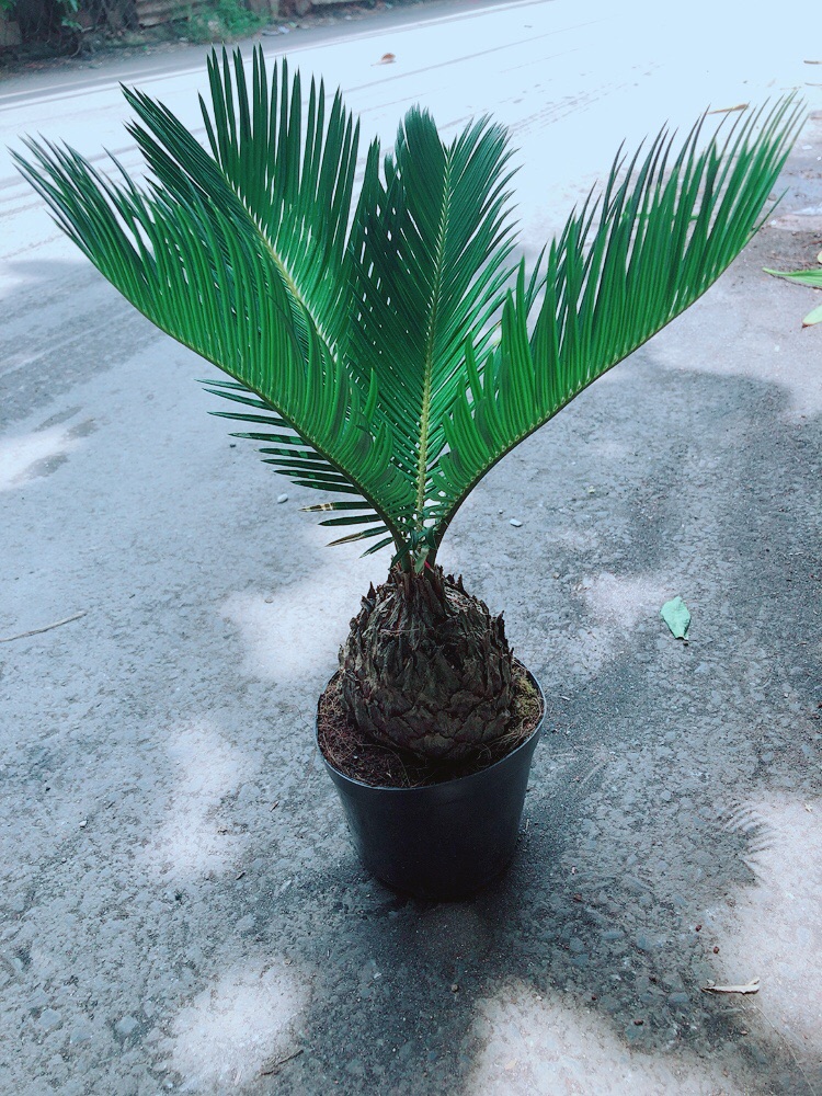 Cây Vạn Tuế