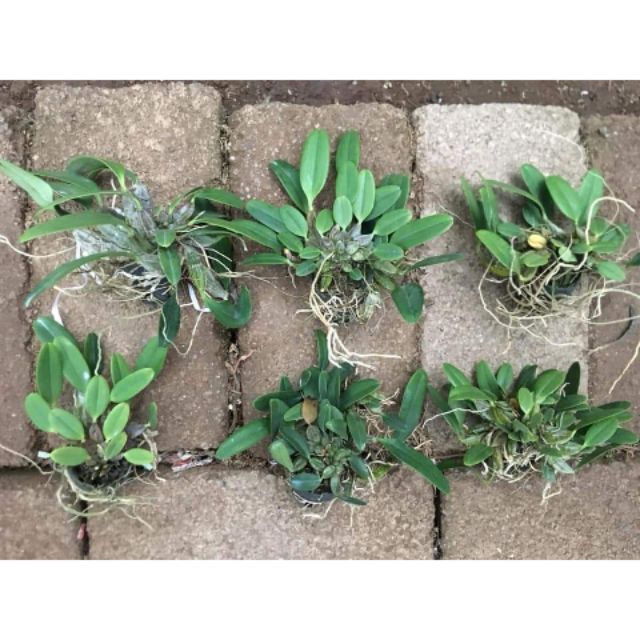 1 khóm Lan vảy rồng bóc rừng, khóm tươi đẹp