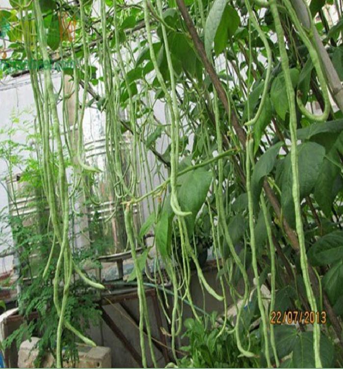 Combo 2 gói hạt giống đậu đũa ( 1 gói xanh và 1 gói đỏ )