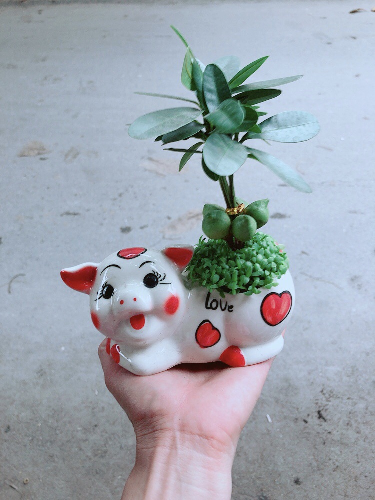 Chậu Heo May Mắn