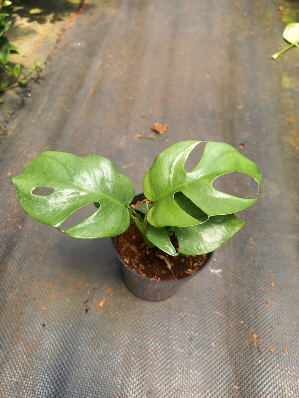 Trầu bà lá xẻ mini - Monstera mini