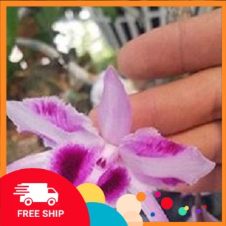 Hoa phong lan phi điệp - 6 mắt thái bình