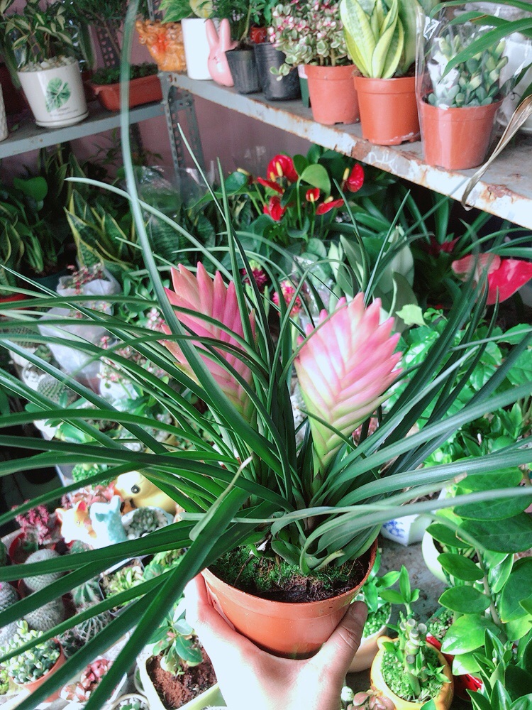 Thẻ Bài Hồng Hàng Đẹp Bán Chạy