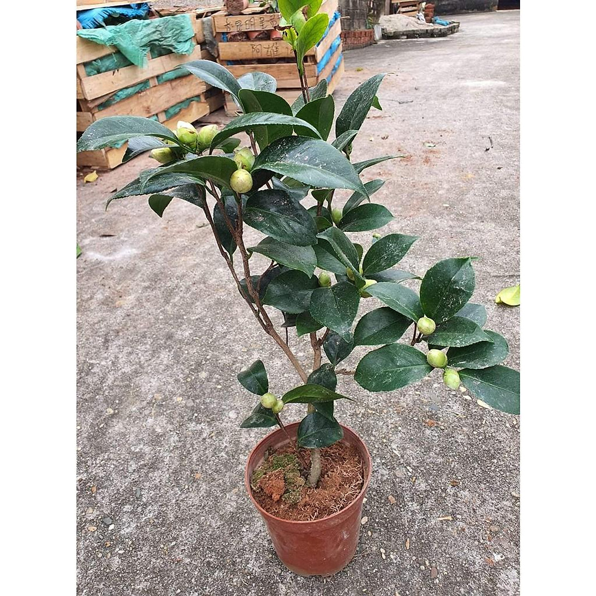 Cây hoa trà my tam sắc 3 màu