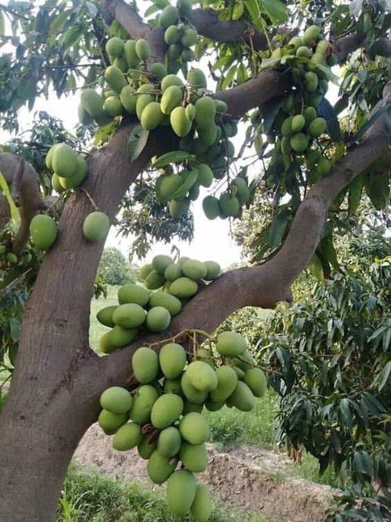 Cây giống xoài cơm vàng