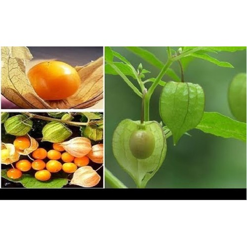 Hạt Giống Cây Rau Tầm Bóp - Gói 02gram