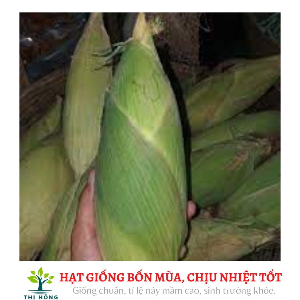 Hạt giống bắp nếp nù 50g (bắp nù sữa, ngô nếp nù, ăn có vị thơm, dẻo đặc trưng)